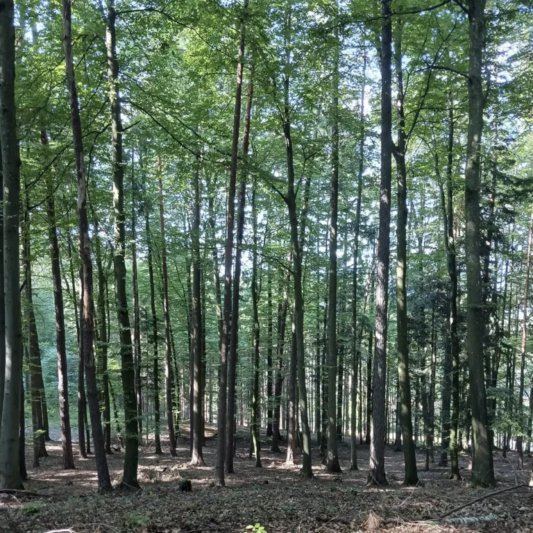 Laubwald im Sommer